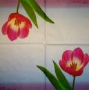 118 Tulpen - 3-lagig - Ambiente